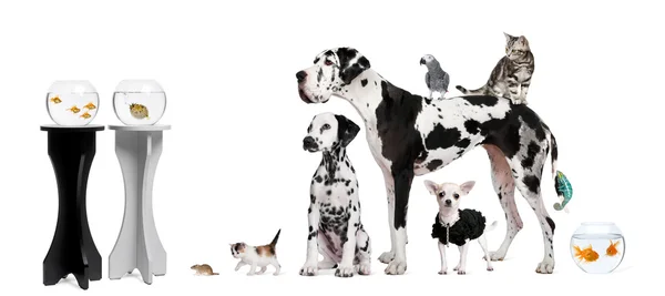 Group portrait of animals in front of black and white background — Stock Photo, Image