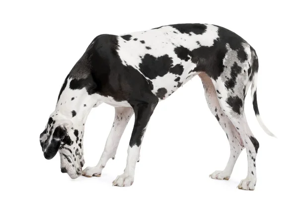 Harlekin-Dogge (4 Jahre)) — Stockfoto