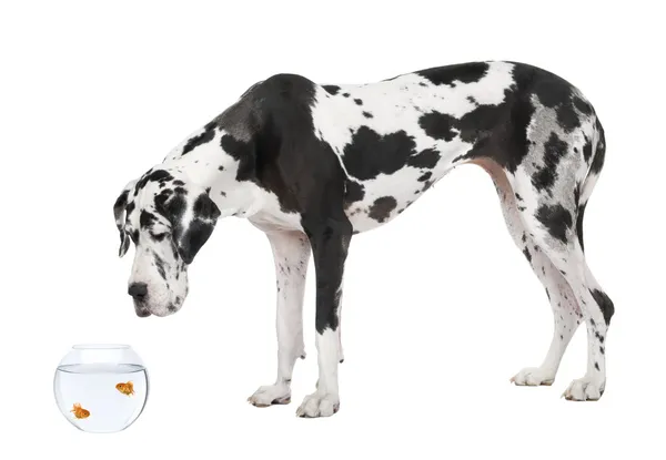 Great Dane looking at goldfish in fish bowl in front of white background, studio shot — Stock Photo, Image