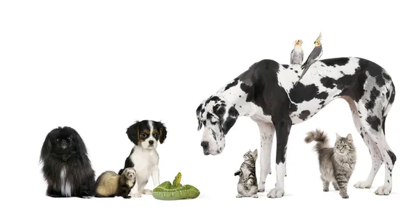 Grupo de animais de estimação na frente de fundo branco, tiro estúdio — Fotografia de Stock
