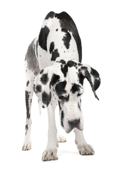 Great Dane (4 years old) — Stock Photo, Image