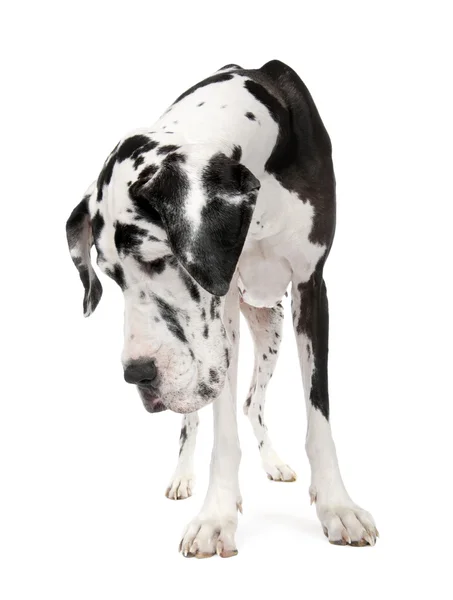 Great Dane (4 years old) — Stock Photo, Image