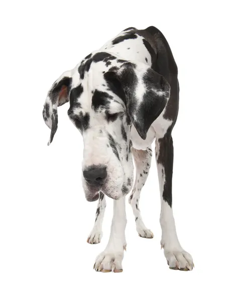Harlekin-Dogge (4 Jahre)) — Stockfoto