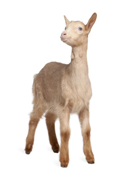 年轻的棕色山羊 (2 个月大) — 图库照片