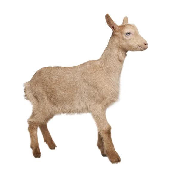 Genç keçi (2 ay eski kahverengi) — Stok fotoğraf