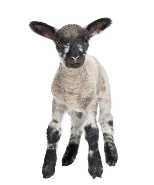 Zwart-wit lam geconfronteerd met de camera (15 dagen oud) — Stockfoto