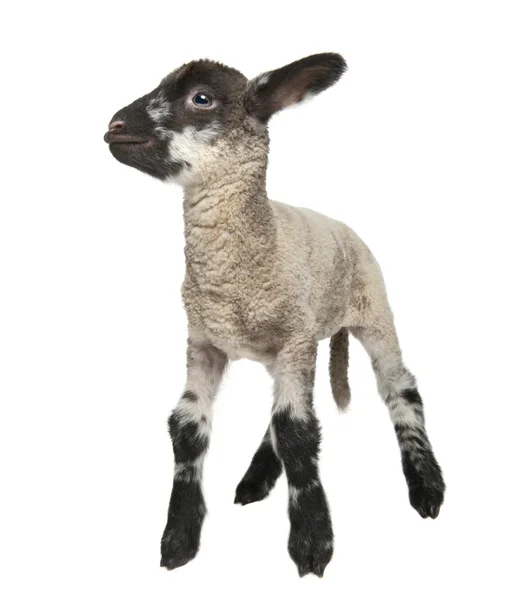 Zwart-wit lam (15 dagen oud) — Stockfoto