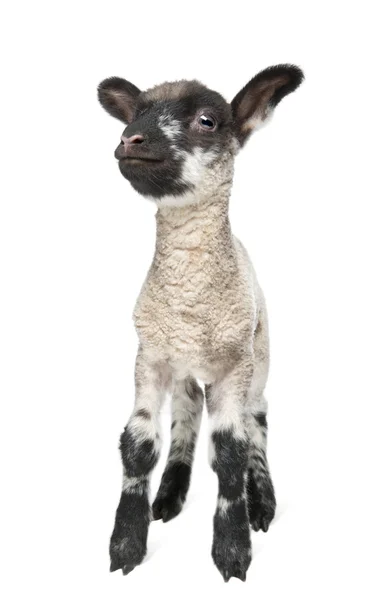 Black and white Lamb facing the camera (15 days old) — Stock Photo, Image