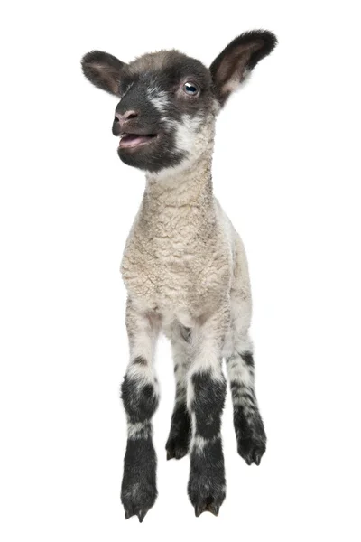 Fekete-fehér bárány néző a kamera (a 15 naposan) — Stock Fotó