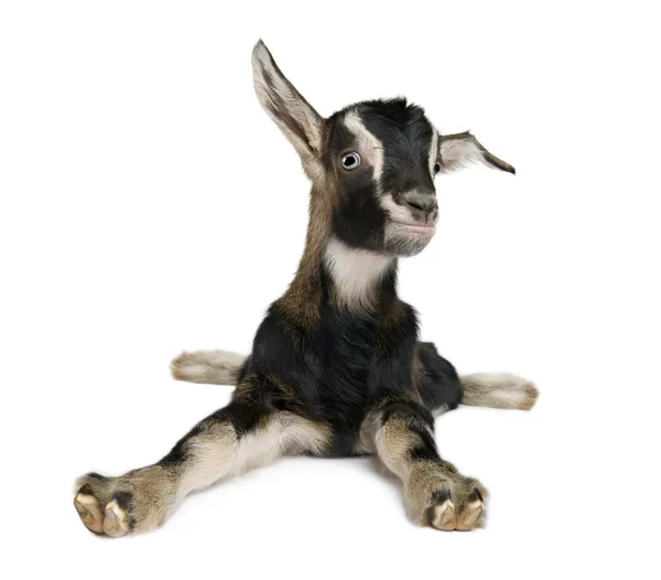 Genç keçi (3weeks eski) — Stok fotoğraf
