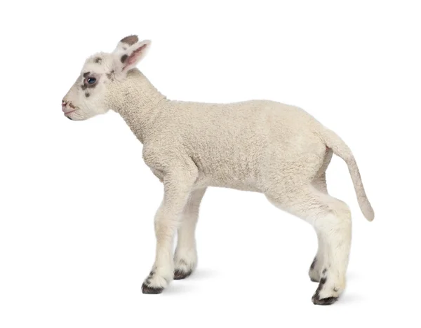 Sidovy av ett svart och vitt lamm (10 dagar gammal) — Stockfoto