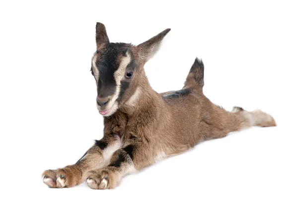Jeune chèvre brune couchée (3 semaines) ) — Photo