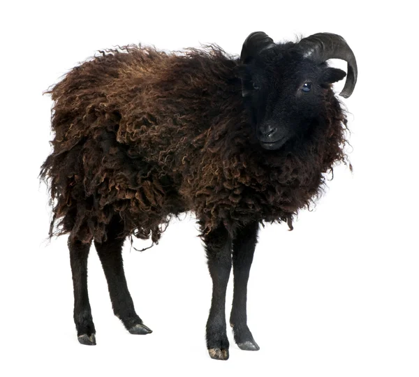 Black shhep - Ouessant ram (4 years old) ) — стоковое фото