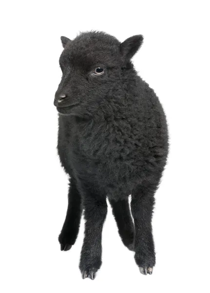 Молодые черные овцы - ouessant поршень (1 месяц) — стоковое фото
