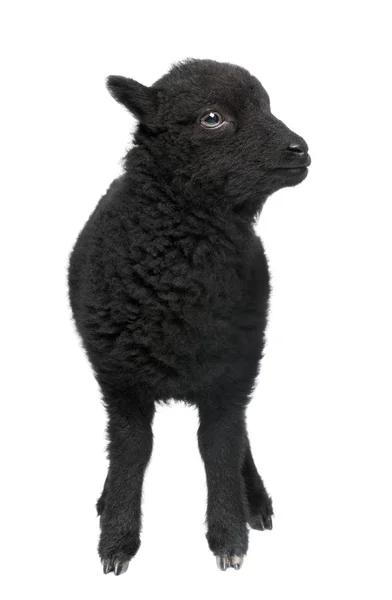 Joven carnero Ouessant (1 mes de edad ) — Foto de Stock