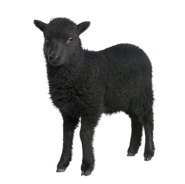 Jovem carneiro Ouessant (1 mês de idade ) — Fotografia de Stock