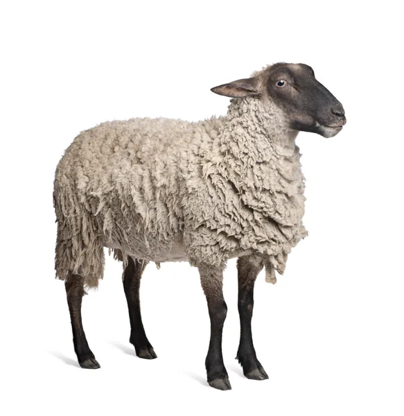 Suffolk sheep - (6 years old) — Stock Photo, Image