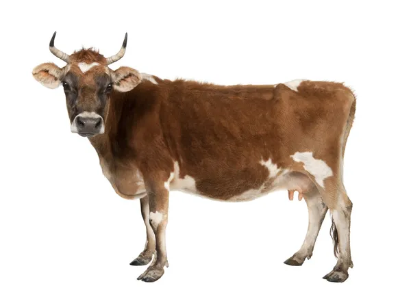 Brown Jersey cow (10 años) ) — Foto de Stock