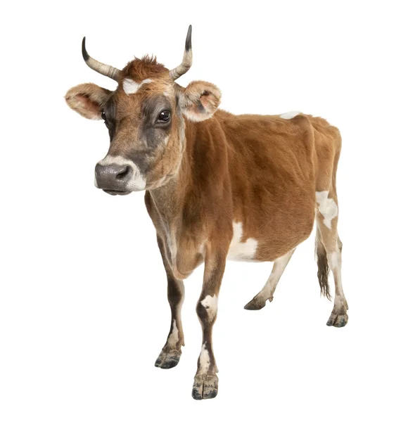 Jersey kráva (10 let) — Stock fotografie