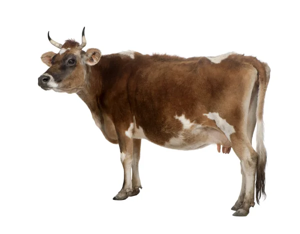 Vista lateral de una vaca de Jersey marrón (10 años) ) — Foto de Stock