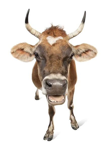Jersey koe (10 jaar oud) — Stockfoto