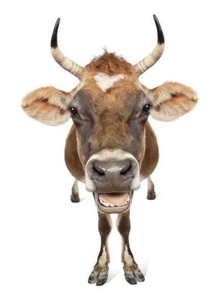 Jersey tehén (10 éves korig) — Stock Fotó