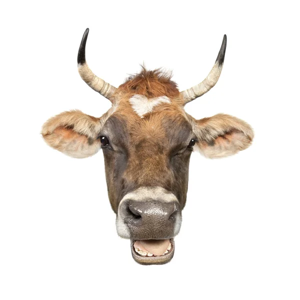 stock image Close-up on a head of a brown Jersey cow