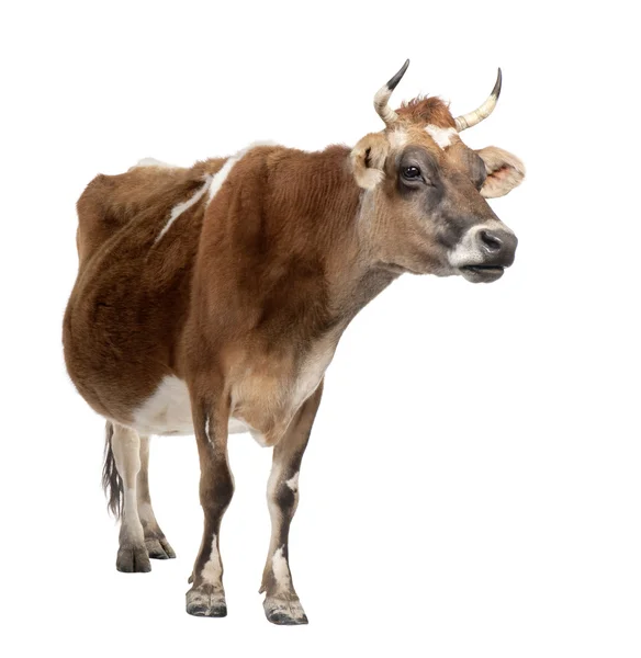Brown Jersey cow (10 years old) — Stock Photo, Image