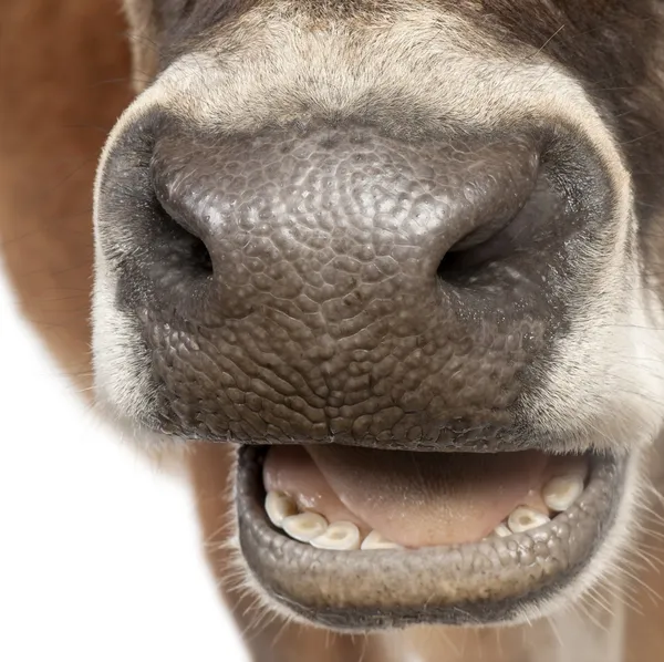 Primo piano su un muso di una mucca del Jersey (10 anni ) — Foto Stock
