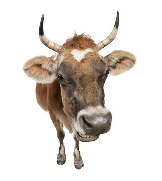 Jersey ko (10 år gammal) — Stockfoto