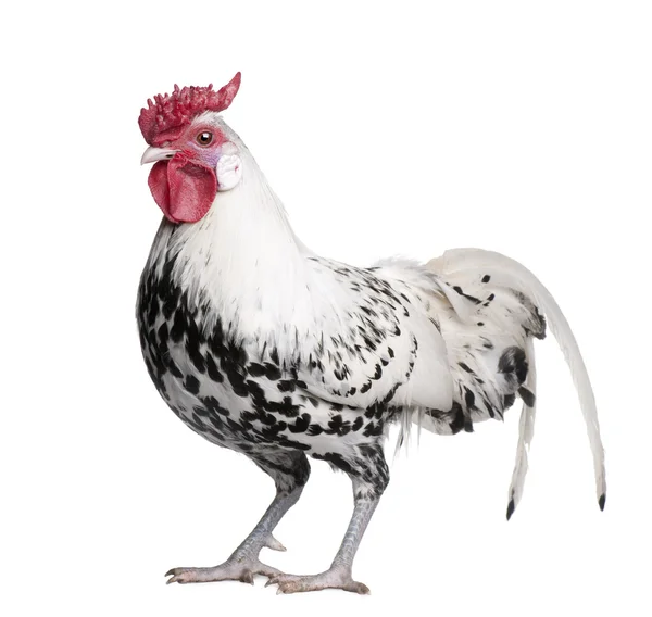 A Silver Spangled Hamburg rooster (1 year old) — Stock Photo, Image