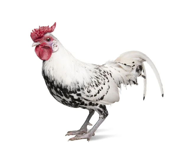 A Silver Spangled Hamburg rooster (1 year old) — Stock Photo, Image