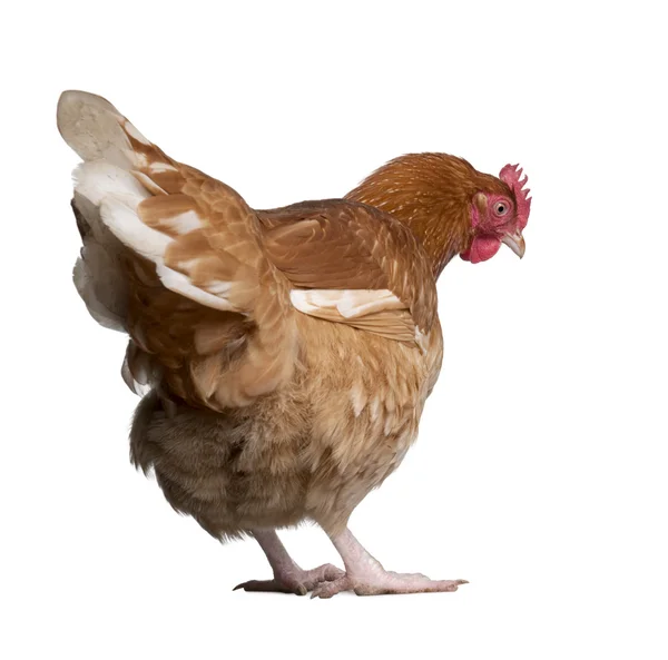 Коричневая курица (2 года) ) — стоковое фото