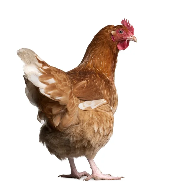 Коричневая курица (2 года) ) — стоковое фото