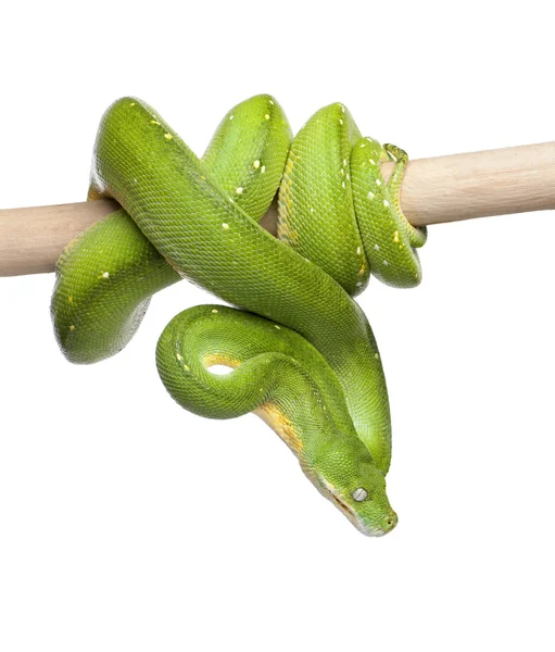 Python árvore verde olhando para baixo - Morelia viridis (5 anos ) — Fotografia de Stock