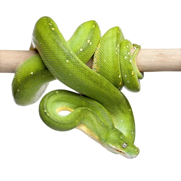 Green tree python looking down - Morelia viridis (5 years old) — Stock Photo, Image