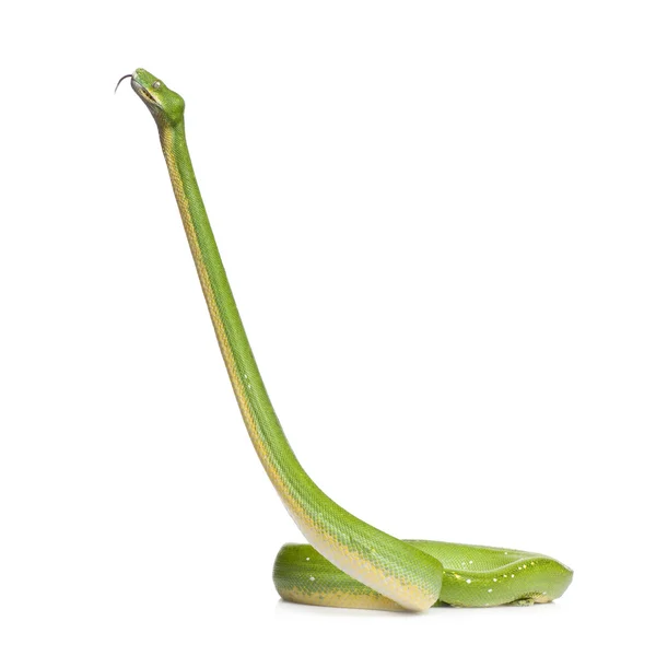 Grüne Baumpython - Morelia viridis (5 Jahre alt)) — Stockfoto