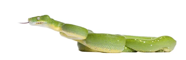 Πράσινο δέντρο python - viridis Morelia (5 ετών) — Φωτογραφία Αρχείου