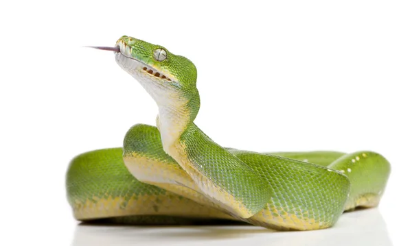 Yeşil ağaç python - Morelia viridis (5 yaşında) — Stok fotoğraf