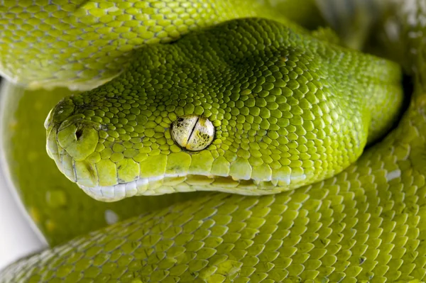 Groene boom python - Morelia viridis (5 jaar oud) — Stockfoto