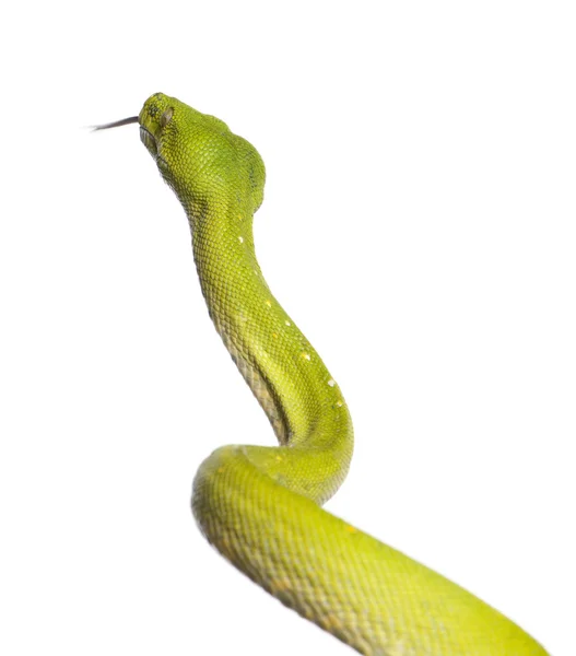 Zelený strom python - Morelia viridis (5 let) — Stock fotografie