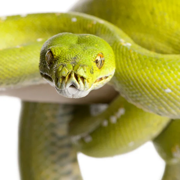 stock image Green tree python - Morelia viridis (5 years old)