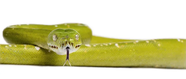 Portrait of green tree python, Morelia viridis, 5 years old, in front of white background, studio shot — Stock Photo, Image