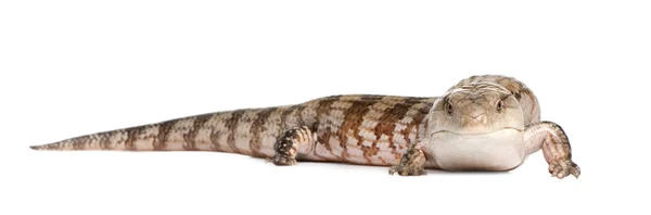 Blauzungenskink - tiliqua scincoides (7 Jahre alt - weiblich)) — Stockfoto