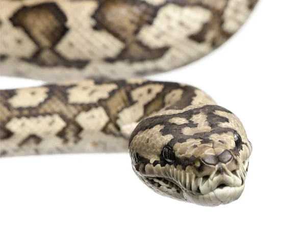 Carpet python - Morelia spilota variegata — Stock Photo, Image