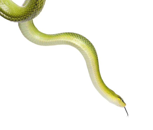 Serpiente verde de cola roja - Gonyosoma oxycephalum — Foto de Stock