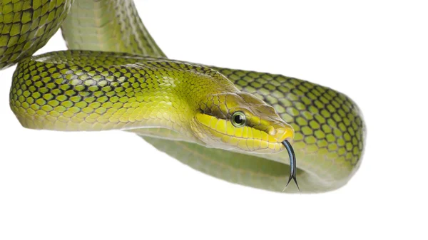 Serpiente verde de cola roja - Gonyosoma oxycephalum —  Fotos de Stock