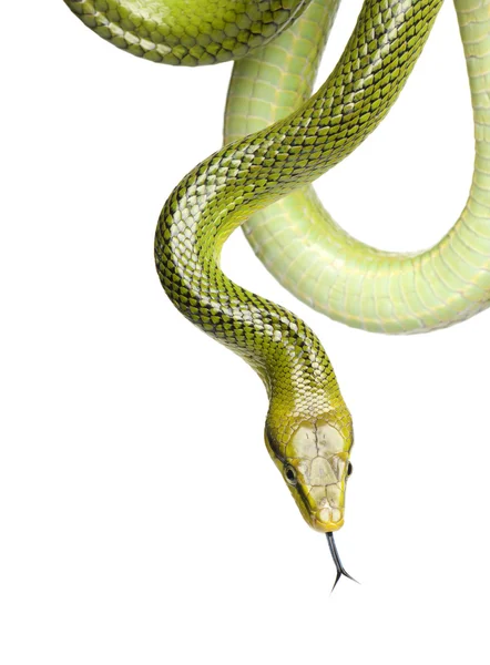 Краснохвостая зелёная крысиная змея - гониосома оксицефалия — стоковое фото