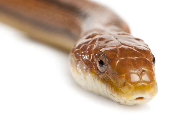 Serpente de rato - elaphe obsoleta (4 anos ) — Fotografia de Stock