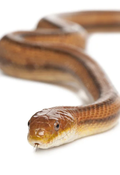 Serpiente rata - elaphe obsoleta (4 años) ) — Foto de Stock